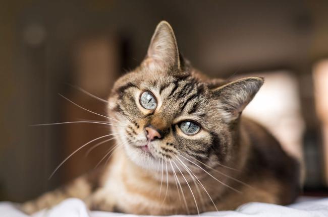 cat wellness