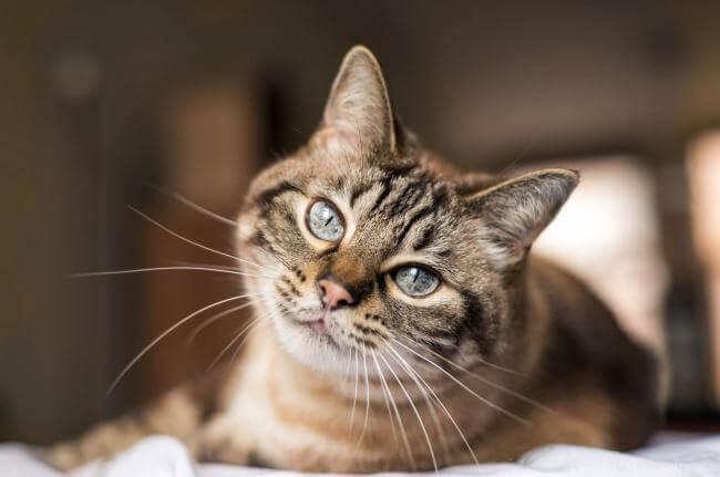 Cat Vat Services in Atlantic Highlands